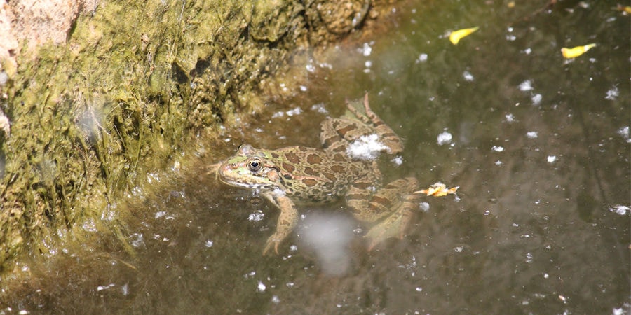 close-up of a a frog in the water of the pond at 'Eleonas'